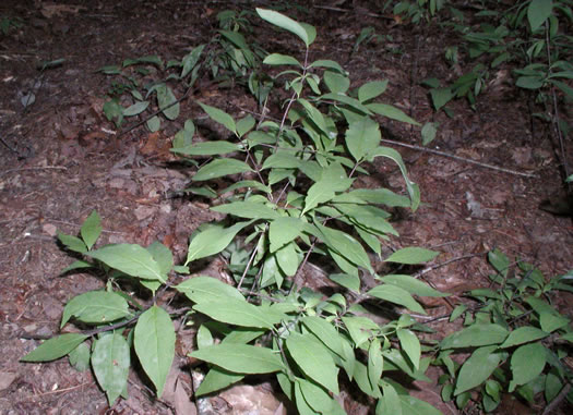 image of Nestronia umbellula, Nestronia, Conjurer's-nut, Leechbush, Indian-olive