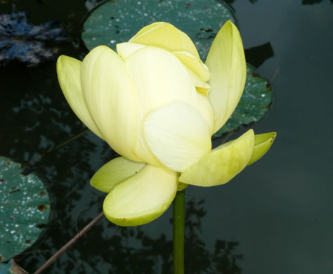 image of Nelumbo lutea, Yonkapin, American Lotus-lily, Yellow Nelumbo, Pond-nuts