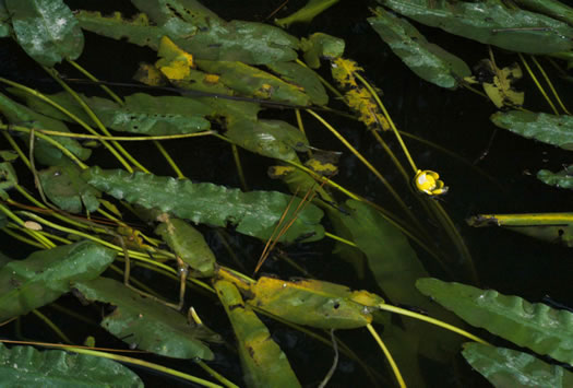 image of Nuphar sagittifolia, Narrowleaf Pondlily, Cow-lily, Spatterdock, Bonnets