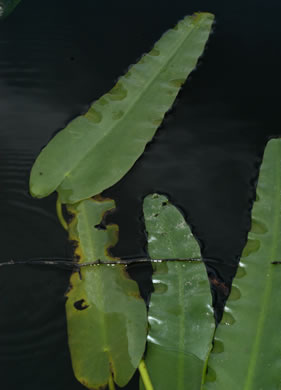 image of Nuphar sagittifolia, Narrowleaf Pondlily, Cow-lily, Spatterdock, Bonnets