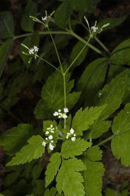 image of Osmorhiza claytonii, Bland Sweet Cicely, Hairy Sweet Cicely