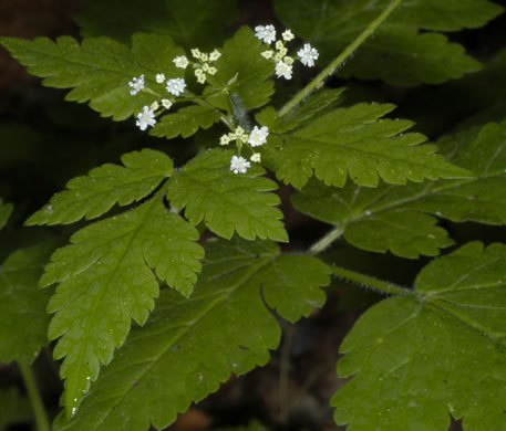 Osmorhiza claytonii, Bland Sweet Cicely, Hairy Sweet Cicely