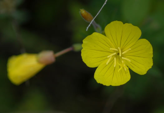 image of Oenothera fruticosa var. fruticosa, Narrowleaf Sundrops