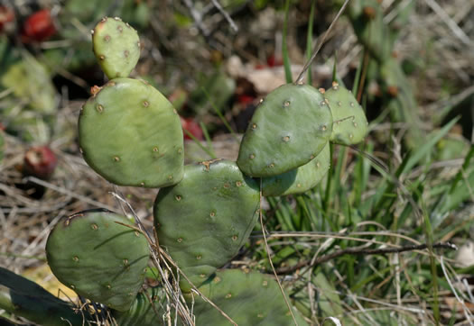 Eastern Prickly-pear