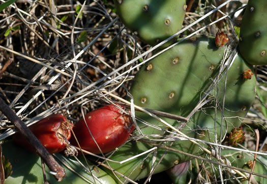 image of Opuntia mesacantha ssp. mesacantha, Eastern Prickly-pear