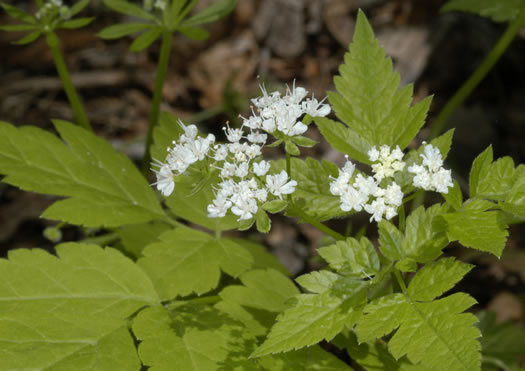 image of Osmorhiza longistylis, Aniseroot, Smooth Sweet Cicely, Longstyle Sweet-cicely