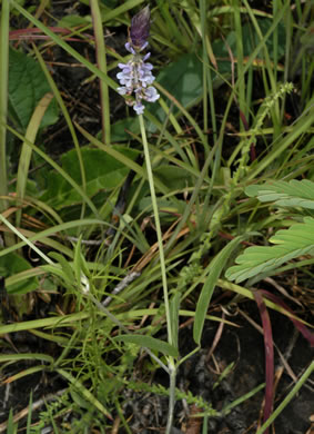 Orbexilum psoralioides, Eastern Sampson's-snakeroot