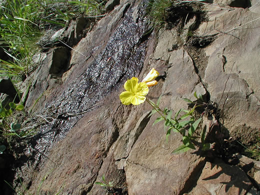 image of Oenothera tetragona, Northern Sundrops, Appalachian Sundrops