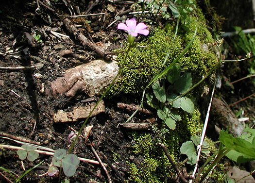 image of Oxalis violacea, Violet Wood-sorrel