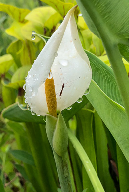 spathe