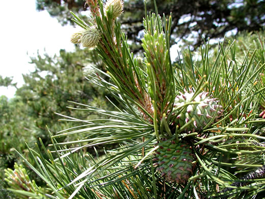 image of Pinus pungens, Table Mountain Pine, Bur Pine, Hickory Pine, Prickly Pine