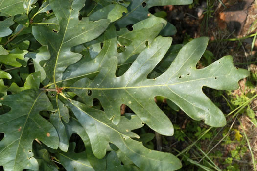 image of Quercus alba, White Oak