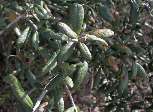 image of Quercus geminata, Sand Live Oak