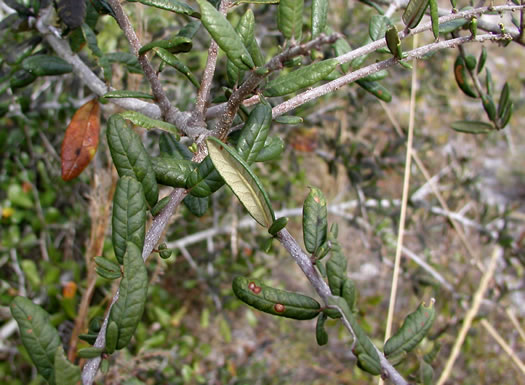 image of Quercus geminata, Sand Live Oak