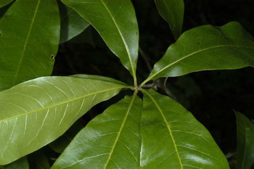 image of Quercus imbricaria, Shingle Oak