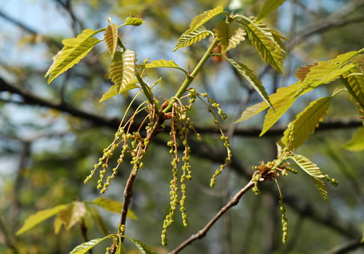 catkin