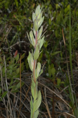 image of Schwalbea americana, American Chaffseed