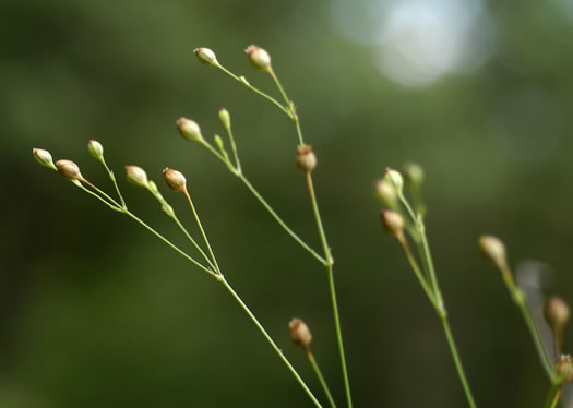 image of Silene antirrhina, Sleepy Catchfly, Garter-pink