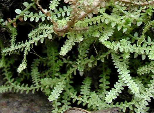 image of Selaginella apoda, Meadow Spikemoss