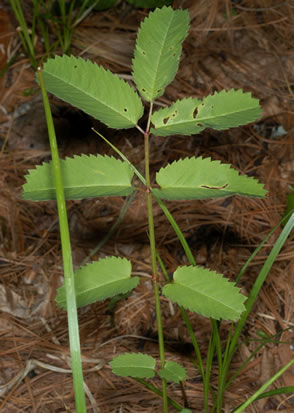 image of Sanguisorba canadensis, Canada Burnet, American Burnet, White Burnet