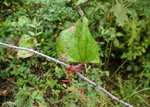 image of Smilax glauca, Whiteleaf Greenbrier, Wild Sarsaparilla, Sawbrier