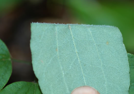 image of Smilax hugeri, Huger's Carrionflower