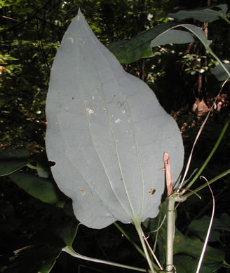 image of Smilax lasioneura, Midwestern Carrionflower