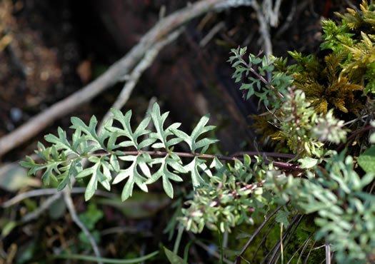 image of Packera millefolium, Blue Ridge Ragwort, Yarrowleaf Ragwort, Divided-leaf Ragwort, Blue Ridge Groundsel