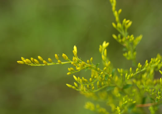 image of Solidago chapmanii, Chapman's Goldenrod