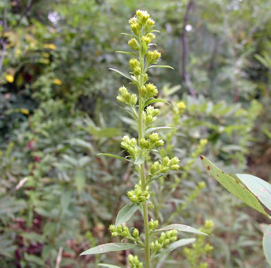 image of Solidago puberula, Downy Goldenrod