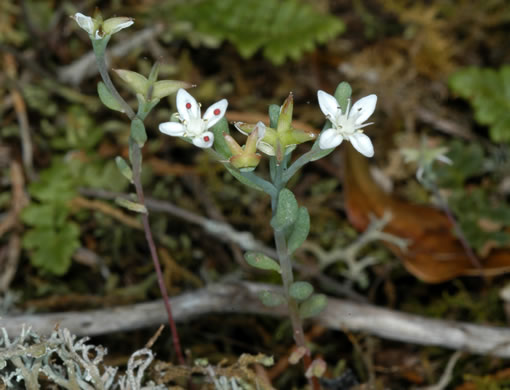 image of Sedum pusillum, Puck's Orpine, Granite Stonecrop