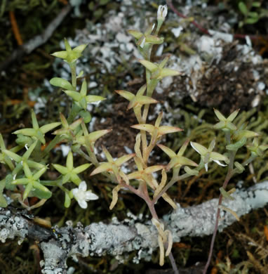 image of Sedum pusillum, Puck's Orpine, Granite Stonecrop