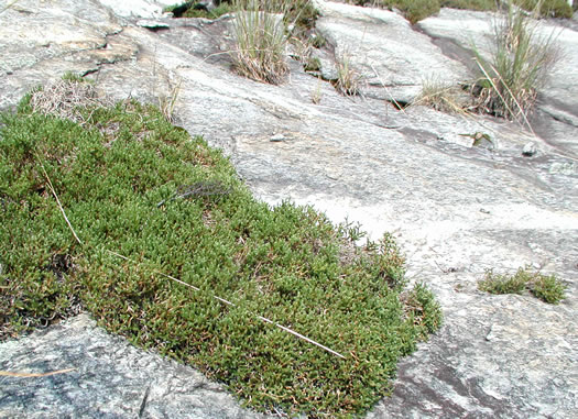 image of Bryodesma tortipilum, Twisted-hair Spikemoss