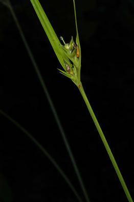 image of Scleria triglomerata, Tall Nutrush, Stone-rush, Whip Nutrush