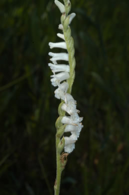 image of Spiranthes vernalis, Spring Ladies'-tresses