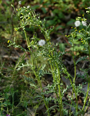 image of Senecio vulgaris, Groundsel