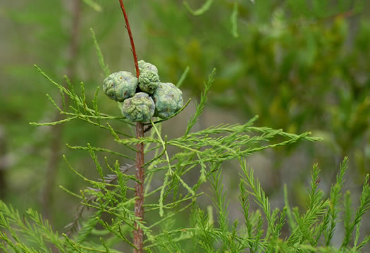 Taxodium ascendens, Pond Cypress