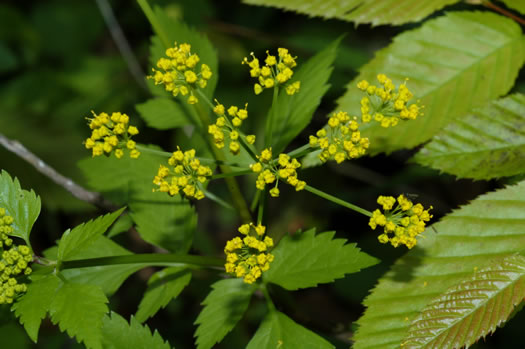 image of Thaspium barbinode, Hairy-jointed Meadow-parsnip