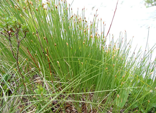 image of Trichophorum cespitosum, Deerhair Bulrush, Deergrass, Tufted Bulrush