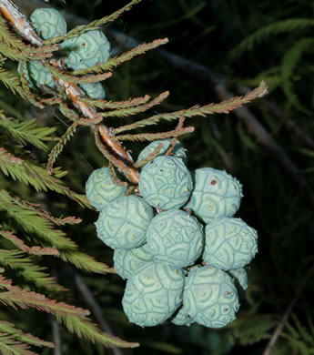 image of Taxodium distichum, Bald Cypress