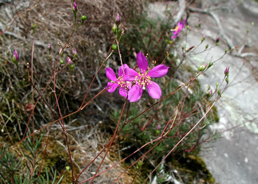 image of Phemeranthus mengesii, Menges' Fameflower, Large-flowered Fameflower, Menges' Rock-pink, Large-flowered Rock-pink