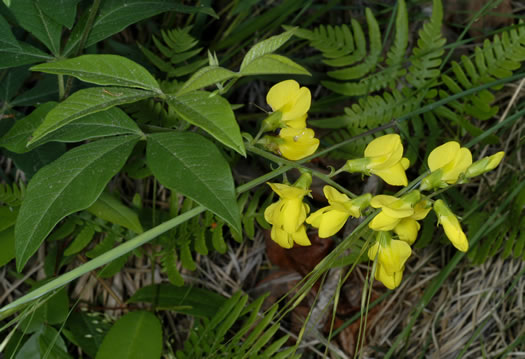 image of Thermopsis mollis, Appalachian Golden-banner, Allegheny Mountain Golden-banner, Bush Pea