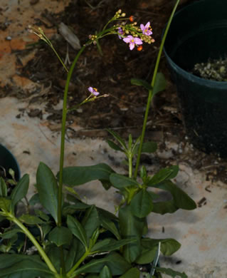 image of Talinum paniculatum, Panicled Fameflower, Jewels-of-Opar, Pink Baby’s-breath