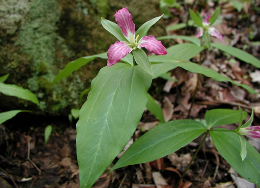 image of Trillium persistens, Persistent Trillium, Edna's Trillium