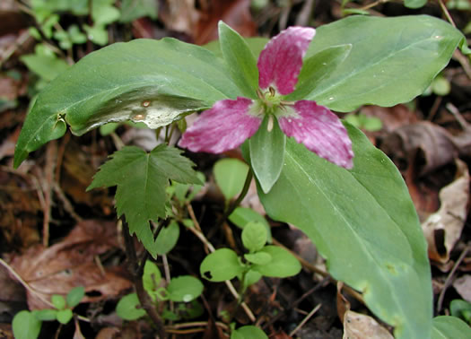 Trillium persistens, Persistent Trillium, Edna's Trillium