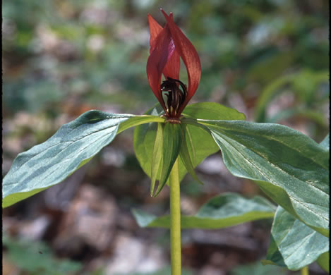 image of Trillium recurvatum, Prairie Trillium, Prairie Wake-robin, Recurved Trillium