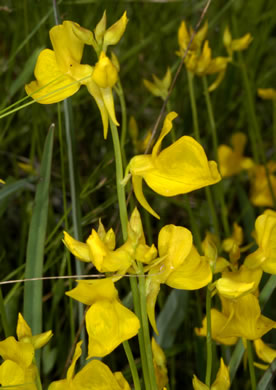 image of Utricularia cornuta, Horned Bladderwort