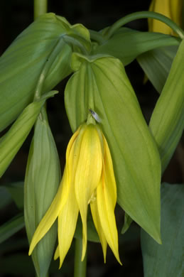 image of Uvularia grandiflora, Large-flowered Bellwort