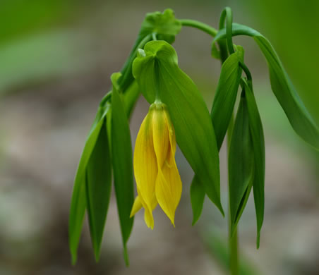 image of Uvularia grandiflora, Large-flowered Bellwort