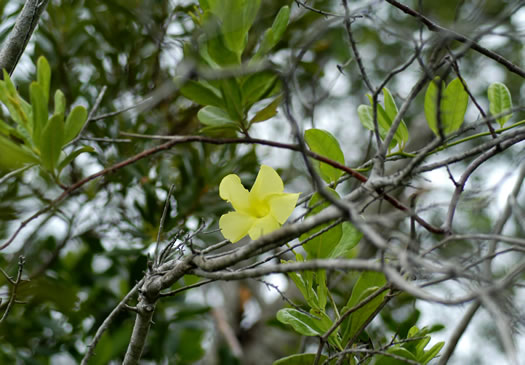 image of Pentalinon luteum, Wild Allamanda, Hammock Viper's-tail